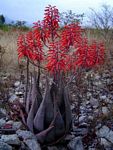 Aloe chabaudii var. chabaudii