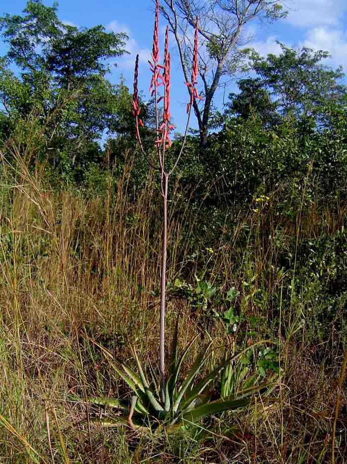 Aloe christianii