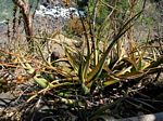Aloe cryptopoda