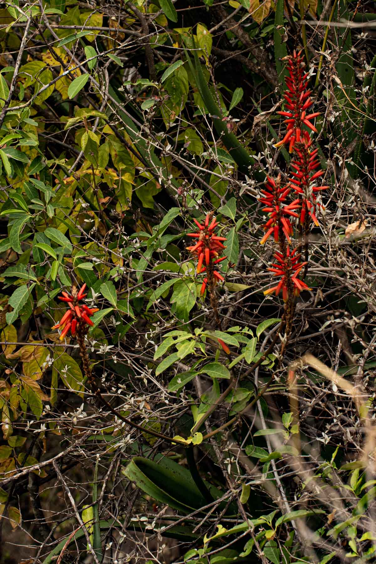 Aloe cryptopoda