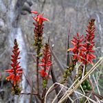 Aloe cryptopoda