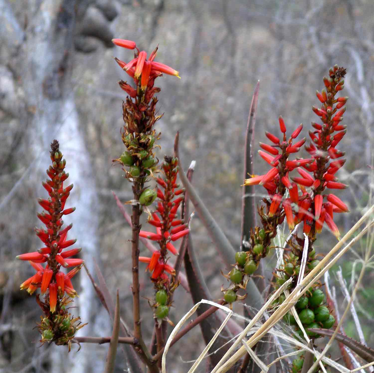 Aloe cryptopoda