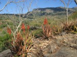 Aloe cryptopoda