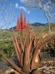 Aloe cryptopoda