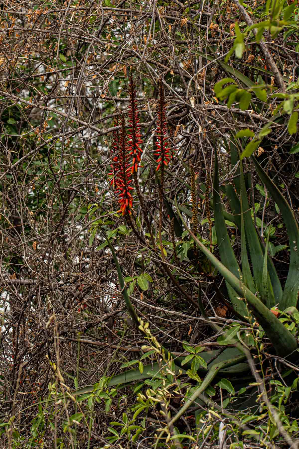 Aloe cryptopoda