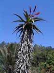 Aloe excelsa var. excelsa