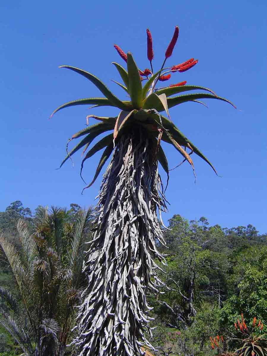 Aloe excelsa var. excelsa