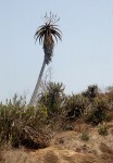 Aloe excelsa var. excelsa