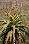 Aloe excelsa var. excelsa