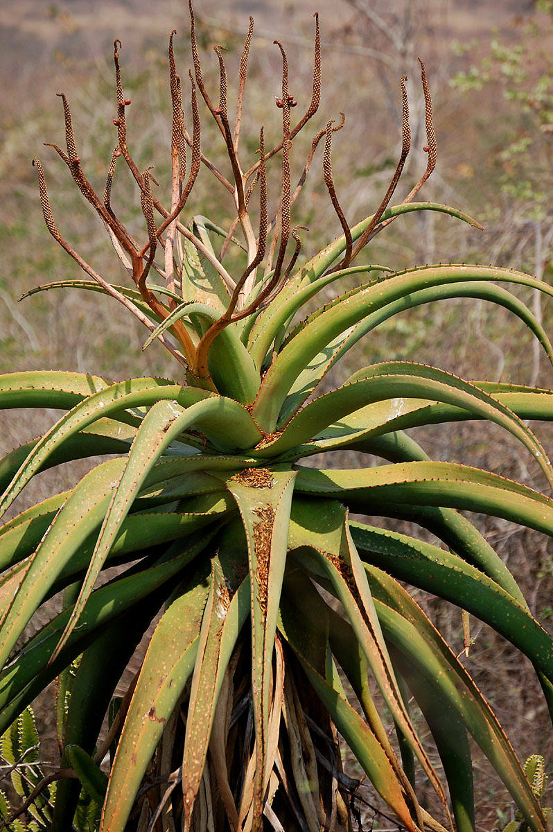 Aloe excelsa var. excelsa