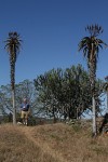 Aloe excelsa var. excelsa
