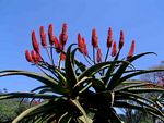 Aloe excelsa var. excelsa