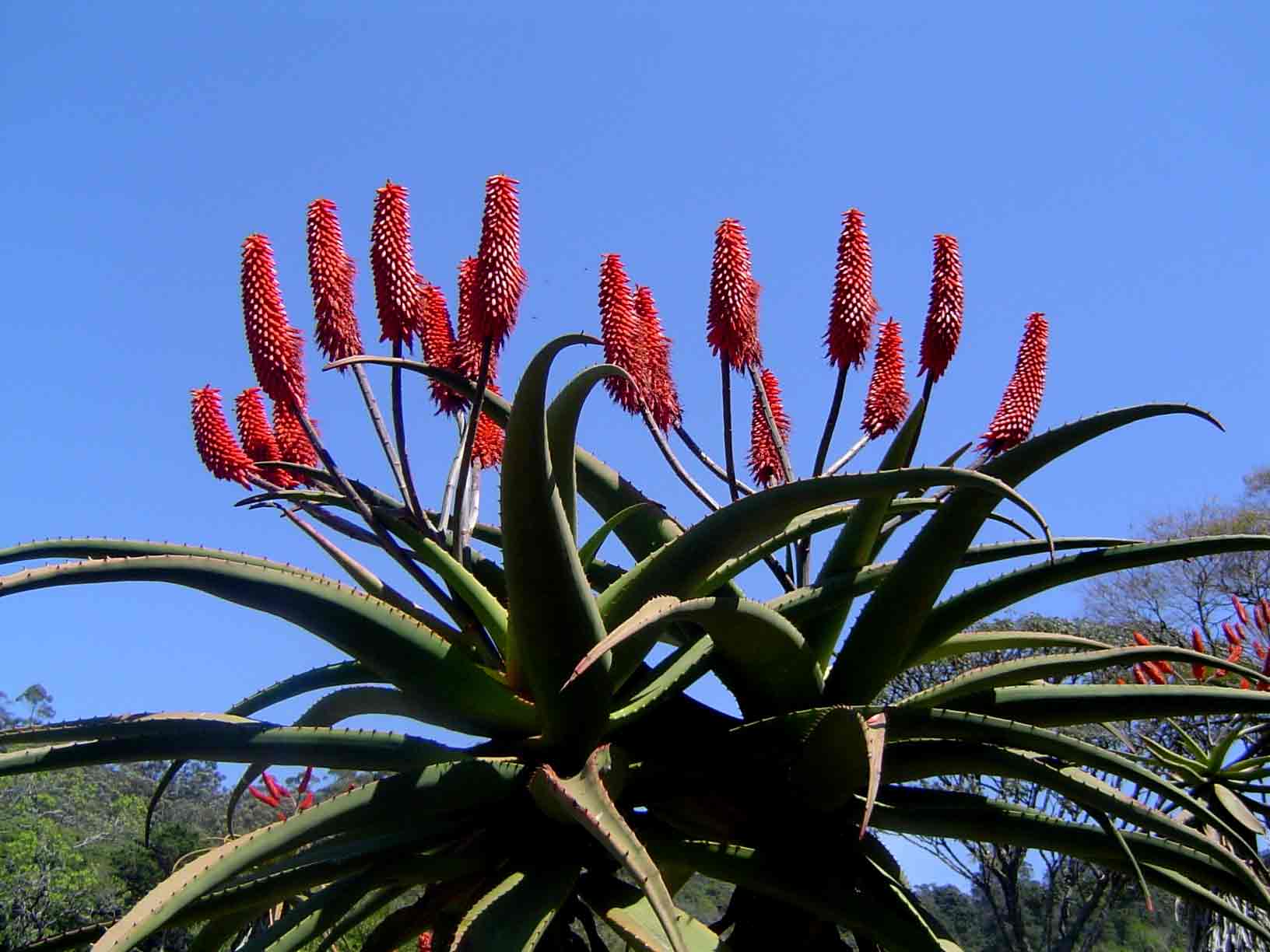 Aloe excelsa var. excelsa