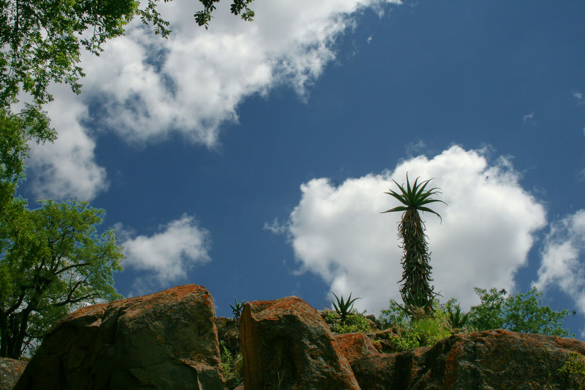 Aloe excelsa var. excelsa