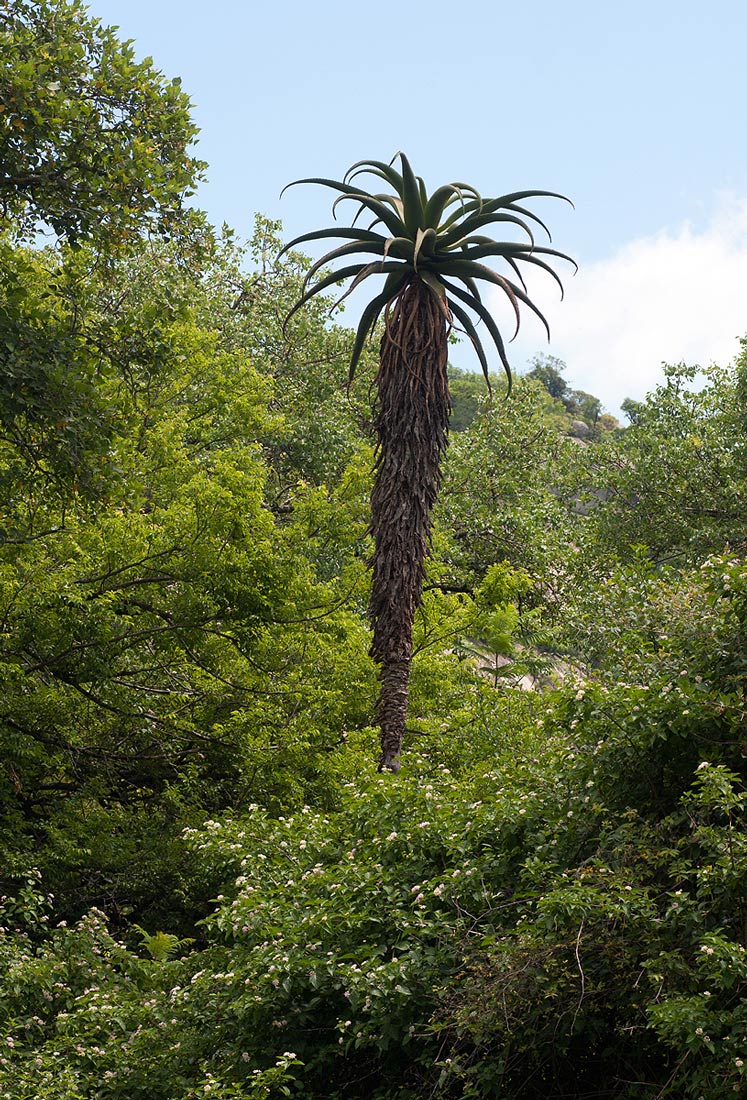 Aloe excelsa var. excelsa