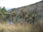 Aloe excelsa var. excelsa