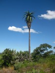 Aloe excelsa var. excelsa