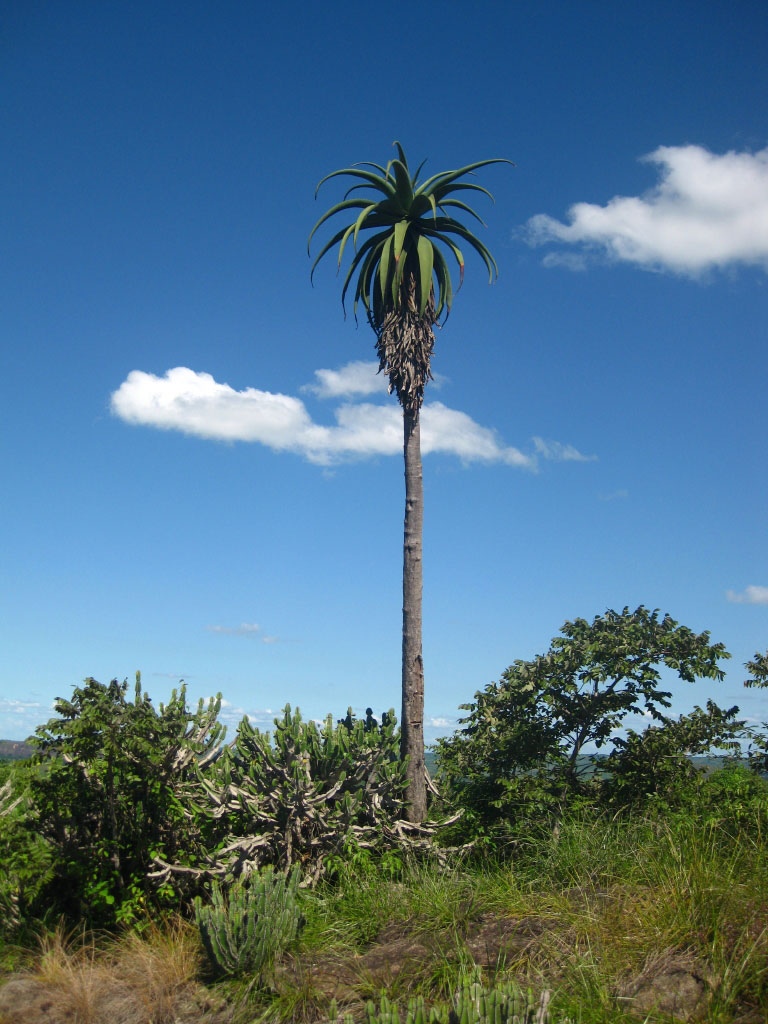 Aloe excelsa var. excelsa