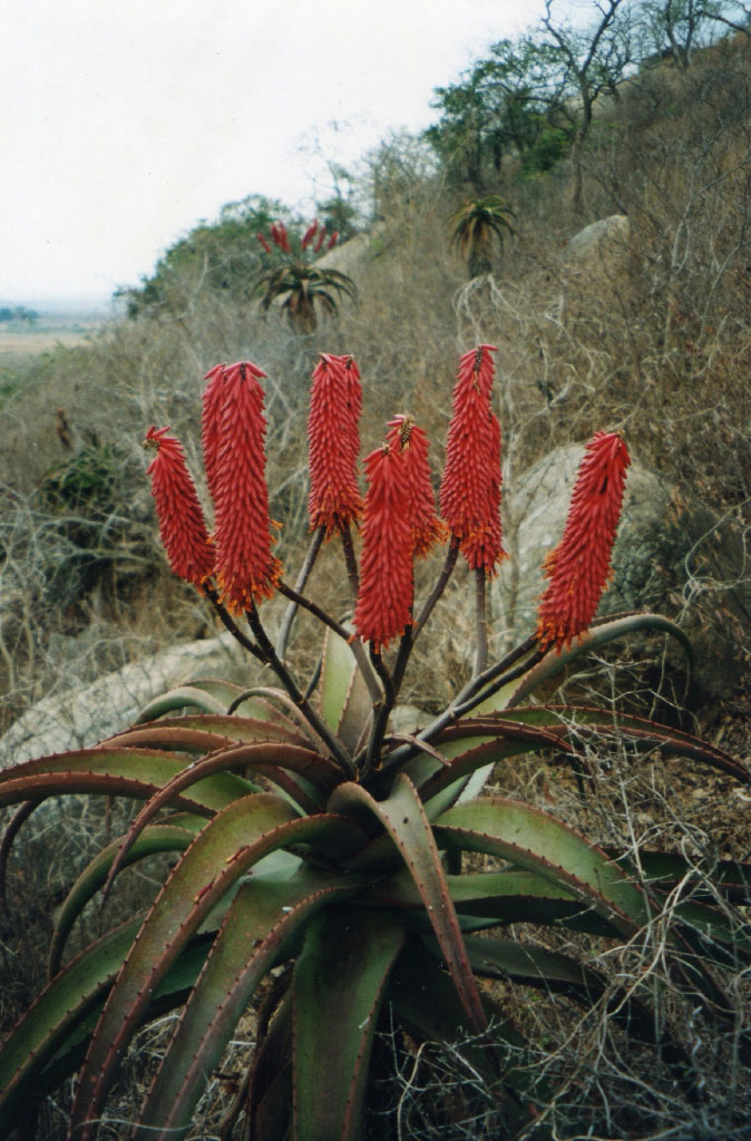 Aloe excelsa var. excelsa