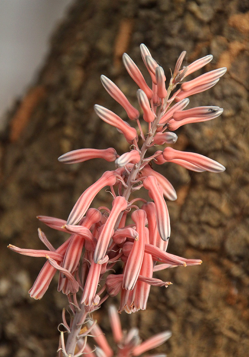 Aloe greatheadii