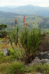 Aloe hazeliana var. hazeliana