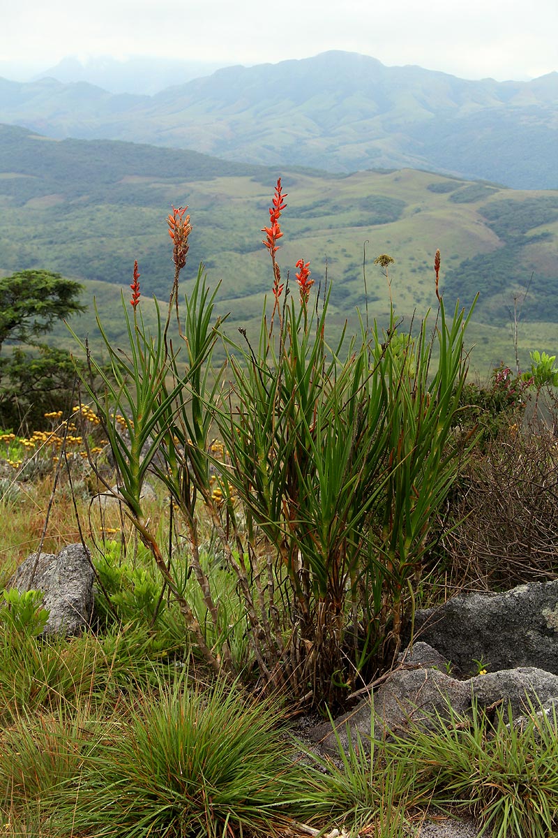Aloe hazeliana var. hazeliana