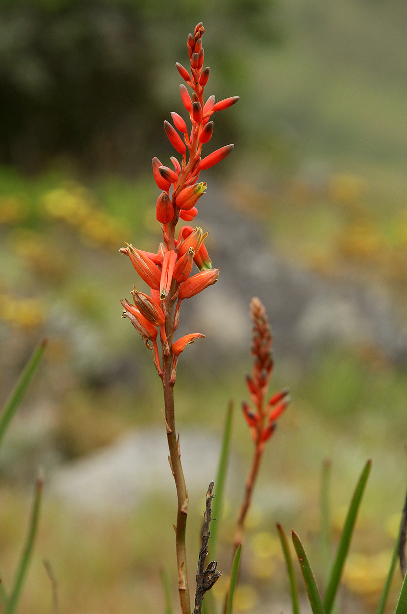 Aloe hazeliana var. hazeliana