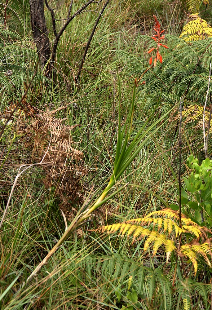 Aloe hazeliana var. hazeliana