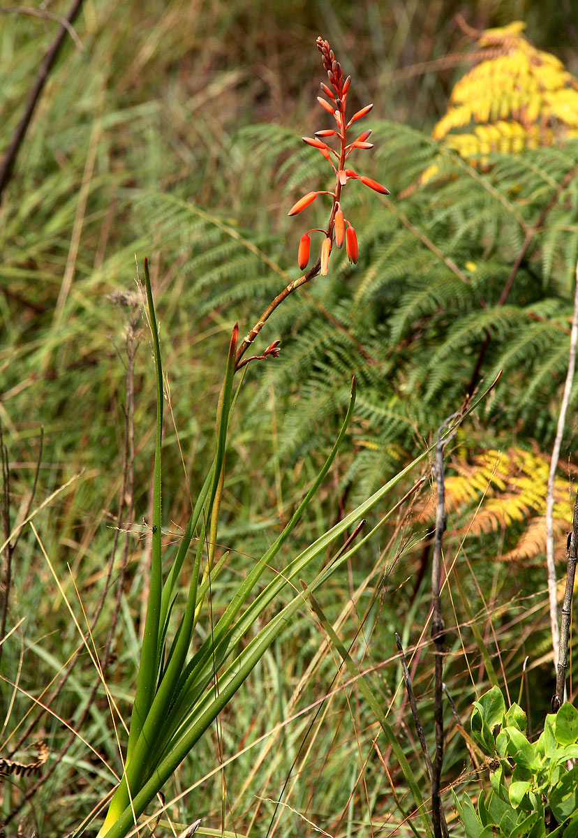 Aloe hazeliana var. hazeliana