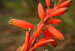 Aloe hazeliana var. hazeliana