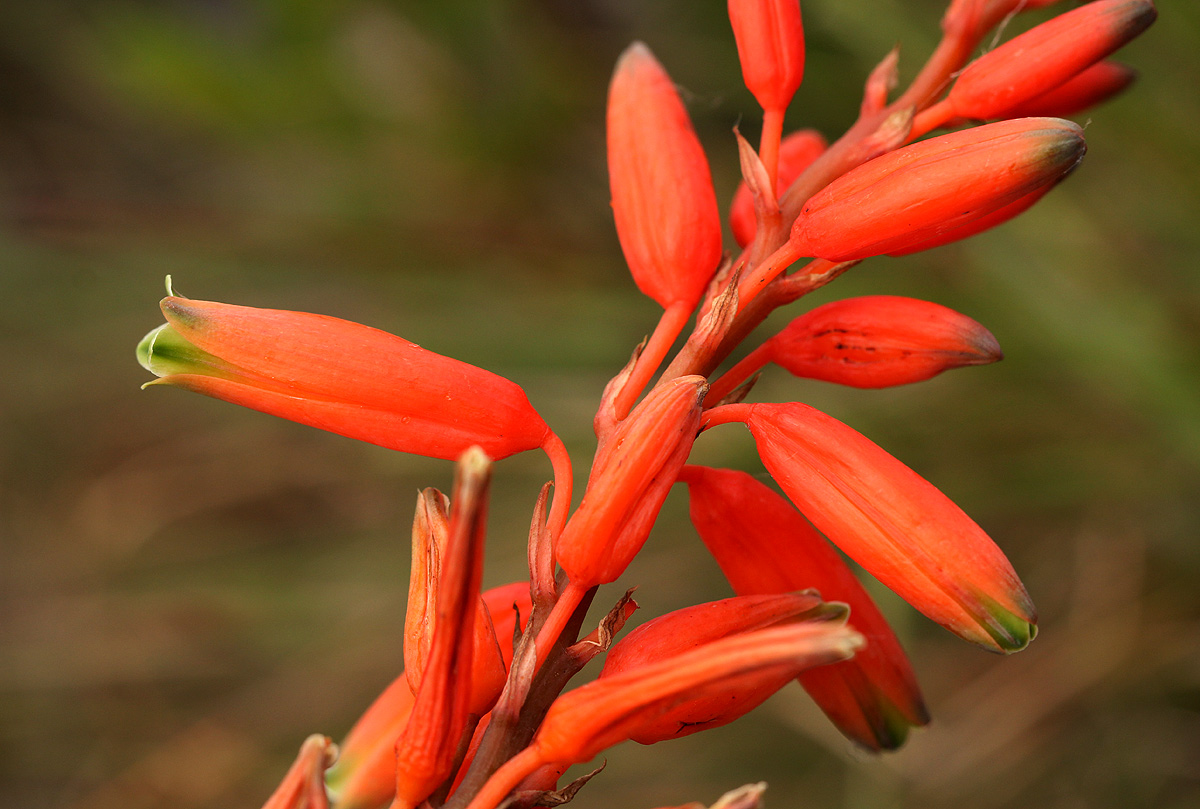 Aloe hazeliana var. hazeliana