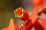 Aloe hazeliana var. hazeliana
