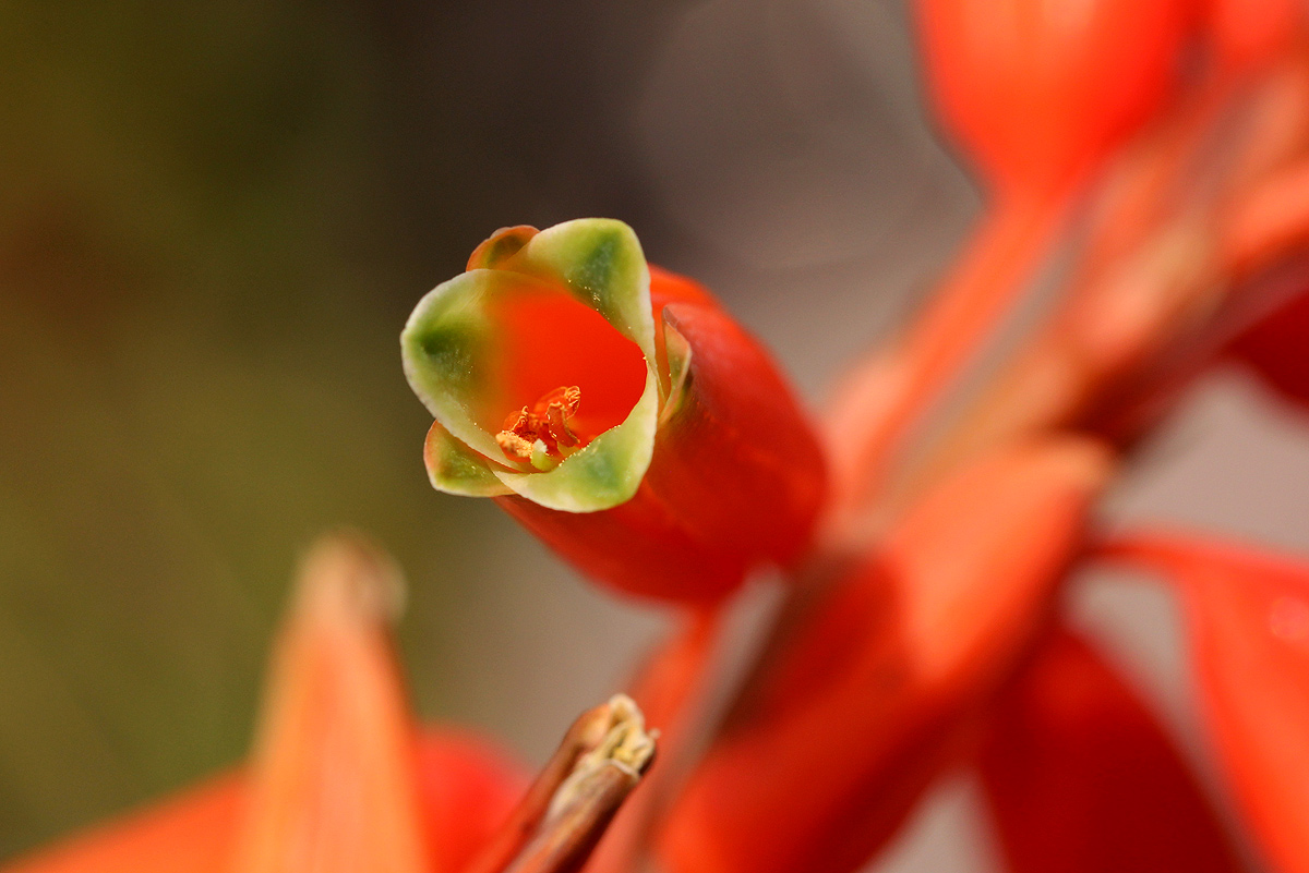 Aloe hazeliana var. hazeliana