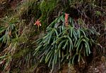 Aloe hazeliana var. howmanii