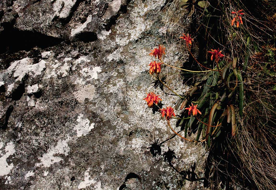 Aloe hazeliana var. howmanii