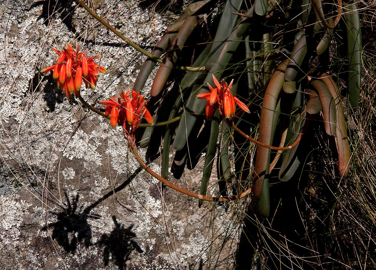 Aloe hazeliana var. howmanii