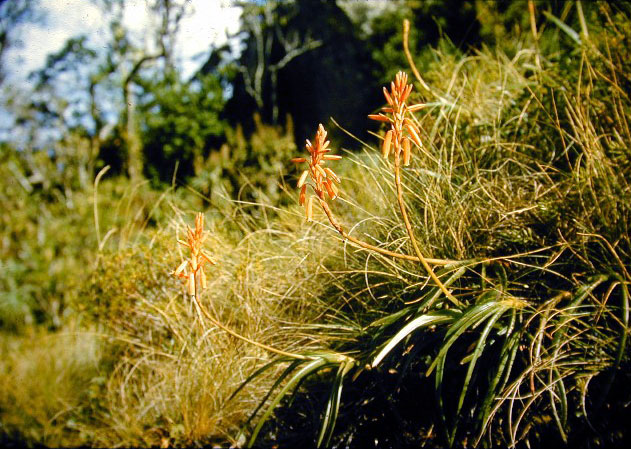 Aloe inyangensis var. kimberleyana