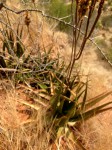 Aloe lutescens