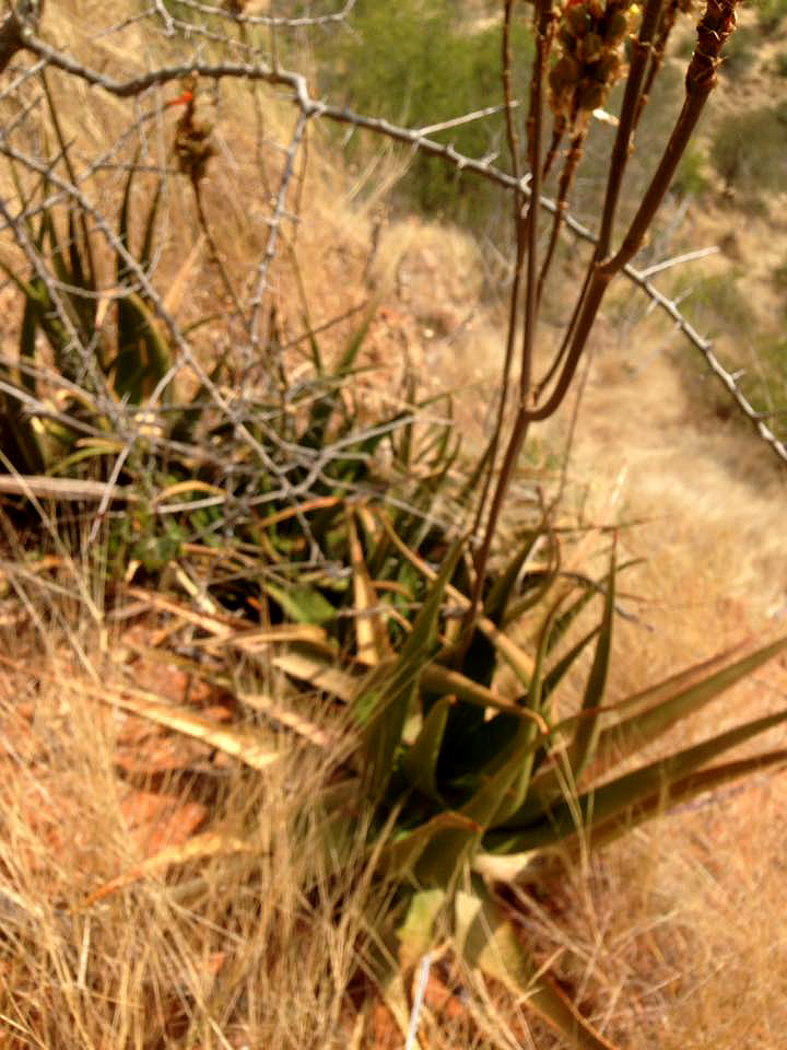 Aloe lutescens