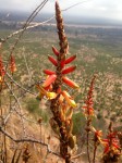 Aloe lutescens