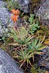 Aloe munchii