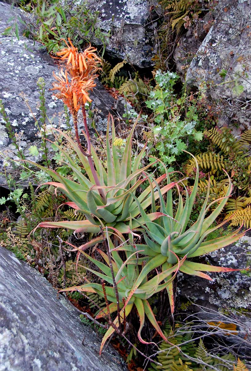 Aloe munchii