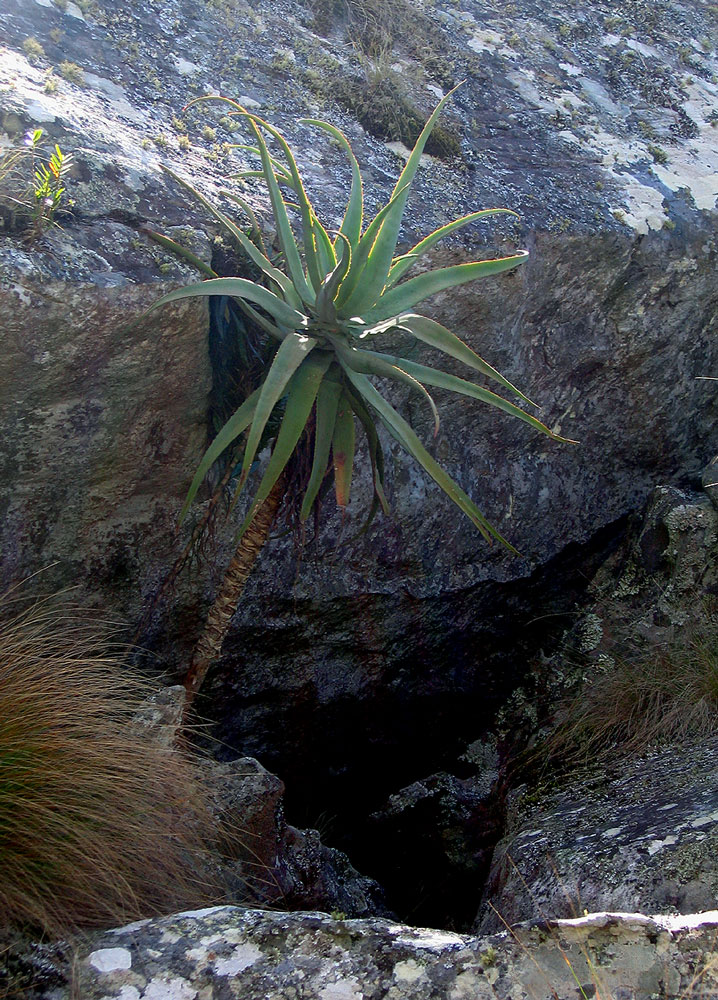 Aloe munchii
