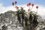 Aloe munchii