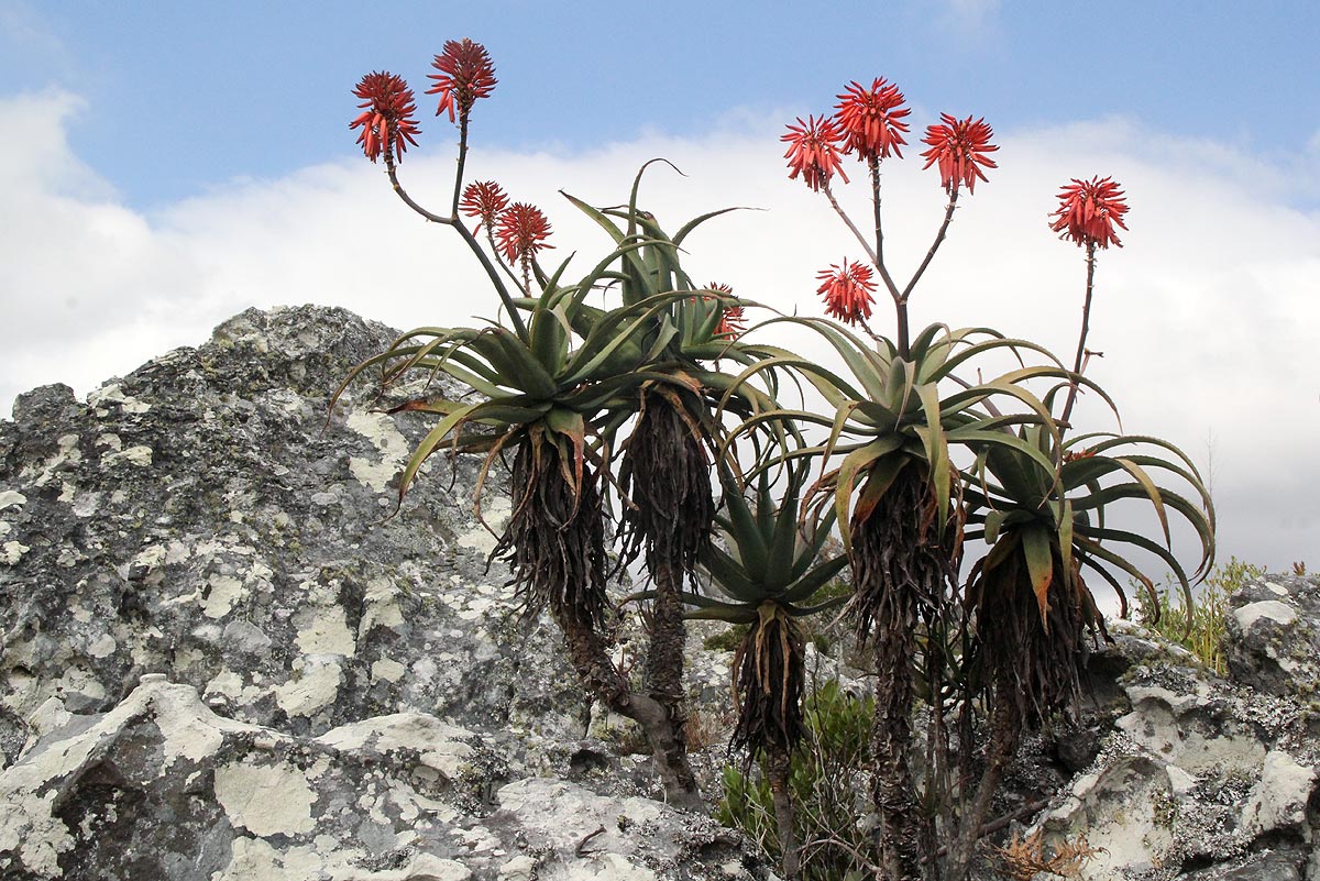 Aloe munchii