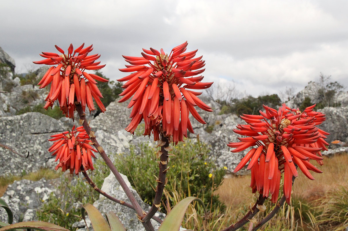 Aloe munchii