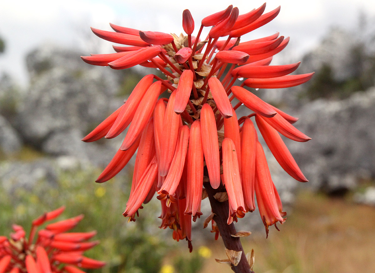 Aloe munchii