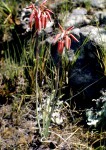 Aloe plowesii