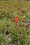 Aloe plowesii