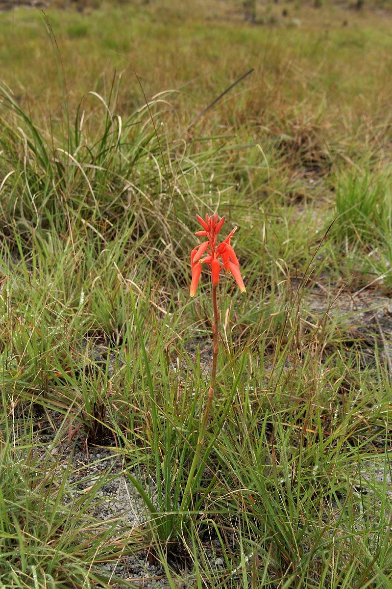 Aloe plowesii